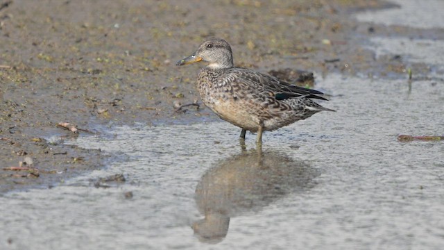 krikkand - ML647818417