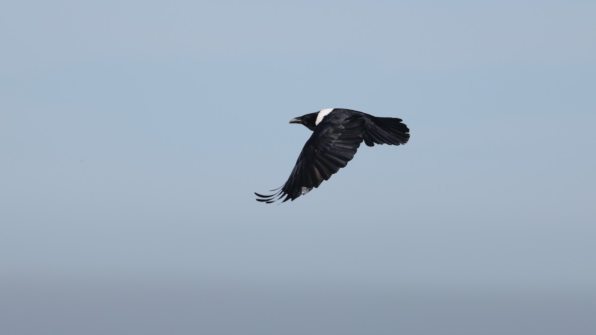 hvitbrystkråke - ML647818418