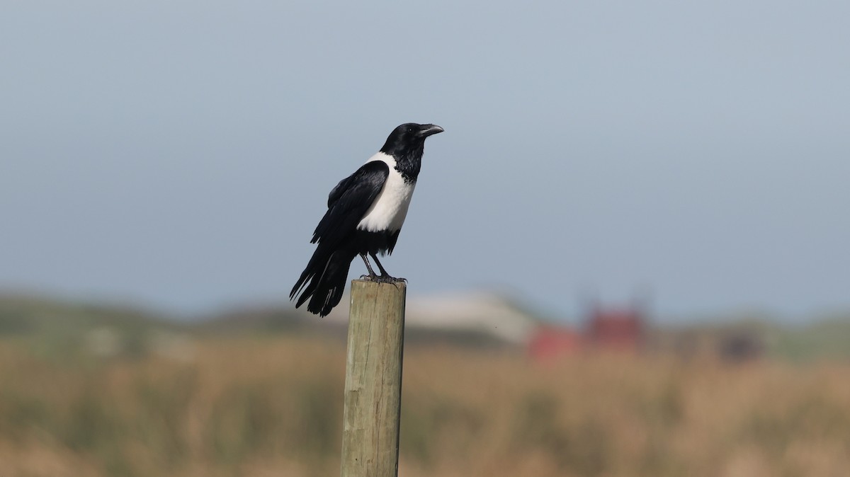 hvitbrystkråke - ML647818419