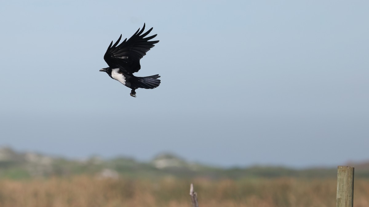 hvitbrystkråke - ML647818422