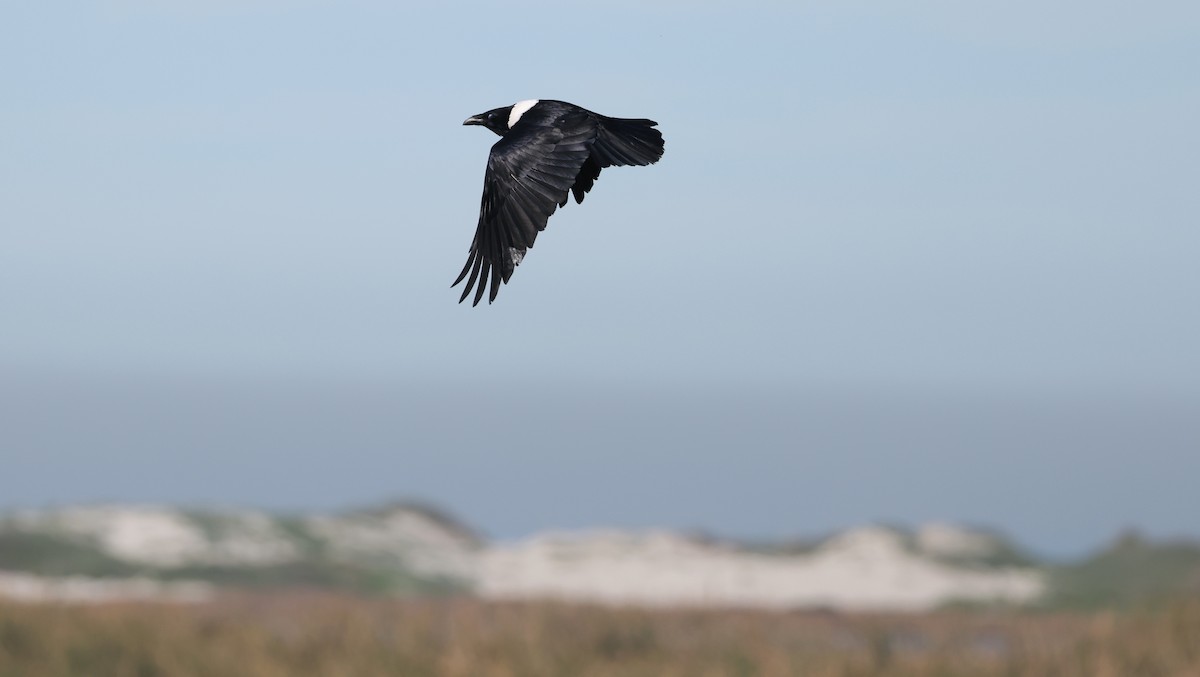 hvitbrystkråke - ML647818423