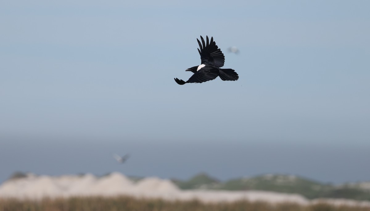 hvitbrystkråke - ML647818424