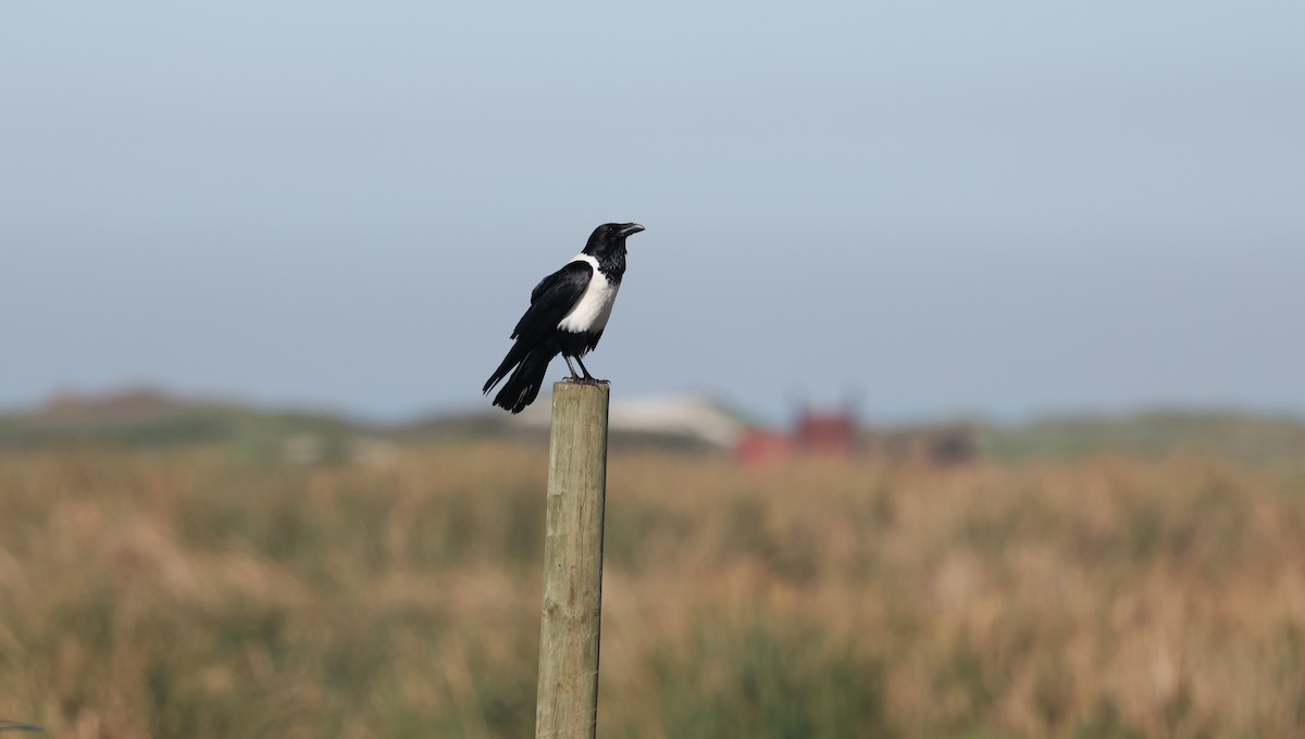 hvitbrystkråke - ML647818425