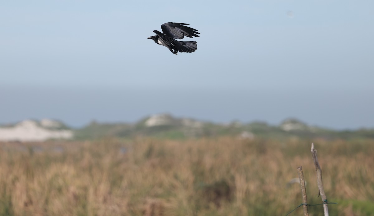 hvitbrystkråke - ML647818426