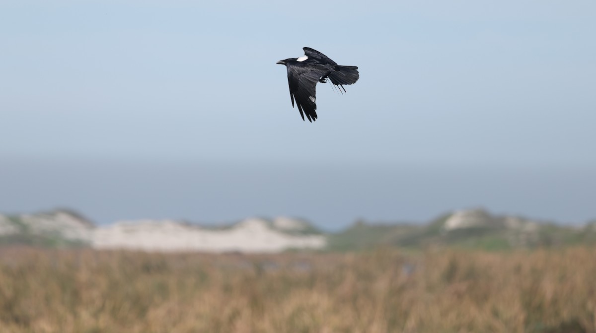 hvitbrystkråke - ML647818427