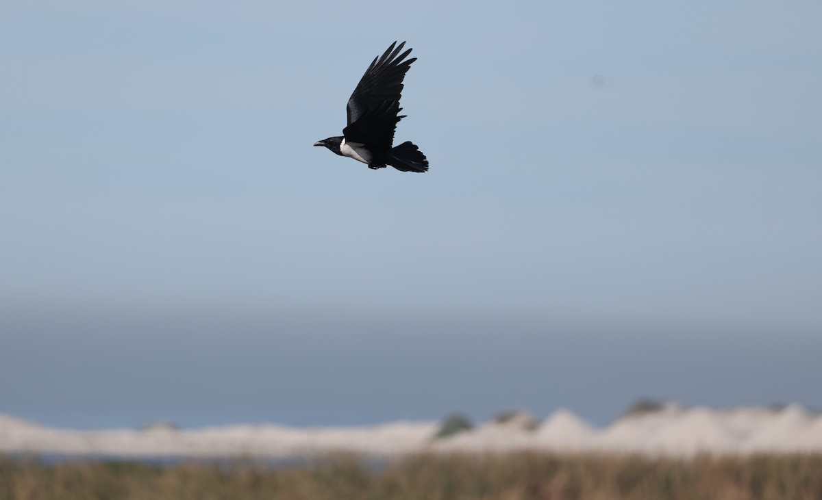 hvitbrystkråke - ML647818428