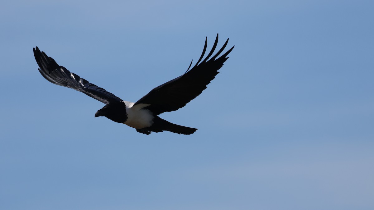 hvitbrystkråke - ML647818429