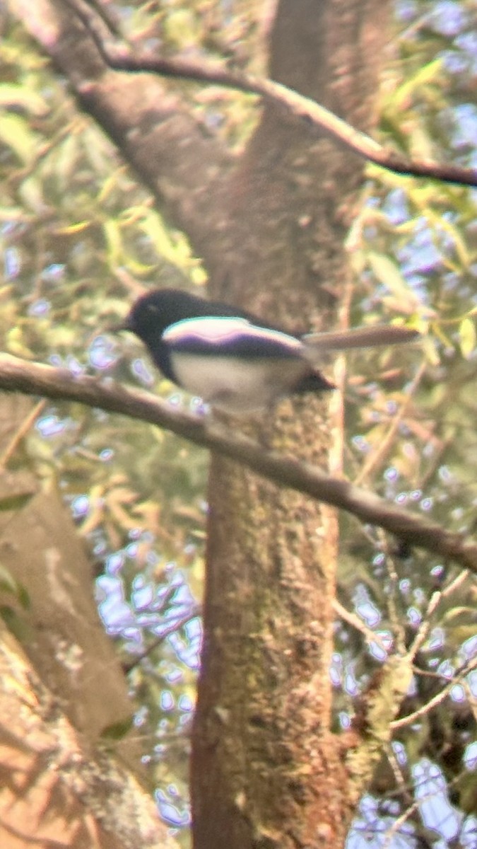 orientskjæreskvett - ML647818430