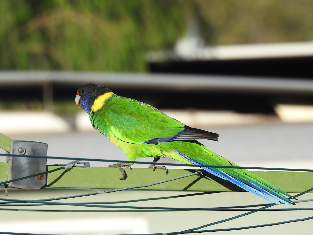 svarthodeparakitt - ML647818431