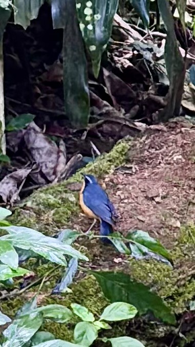 buskfluesnapper - ML647818432