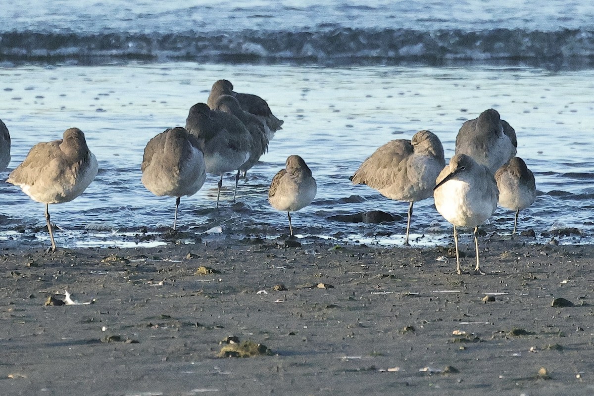 kortnebbekkasinsnipe - ML647818433