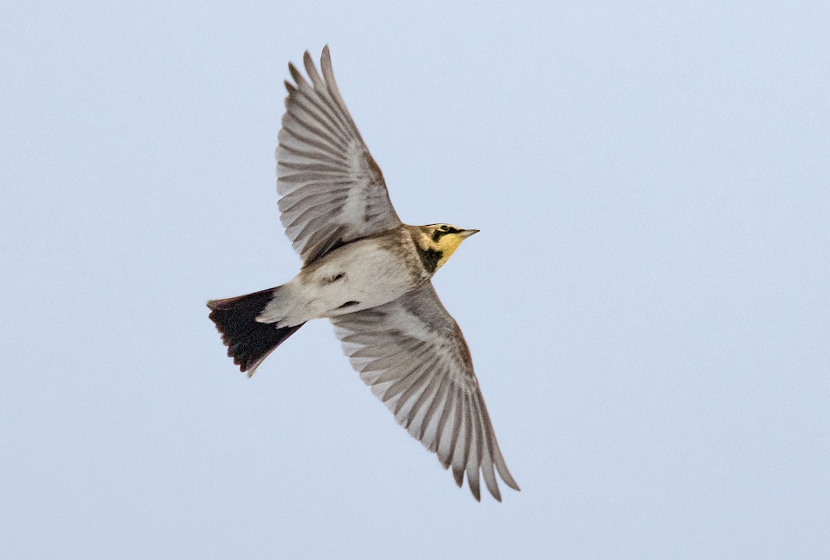 fjellerke - ML647818435