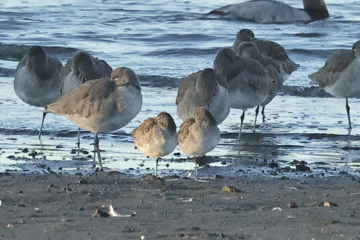 kortnebbekkasinsnipe - ML647818436