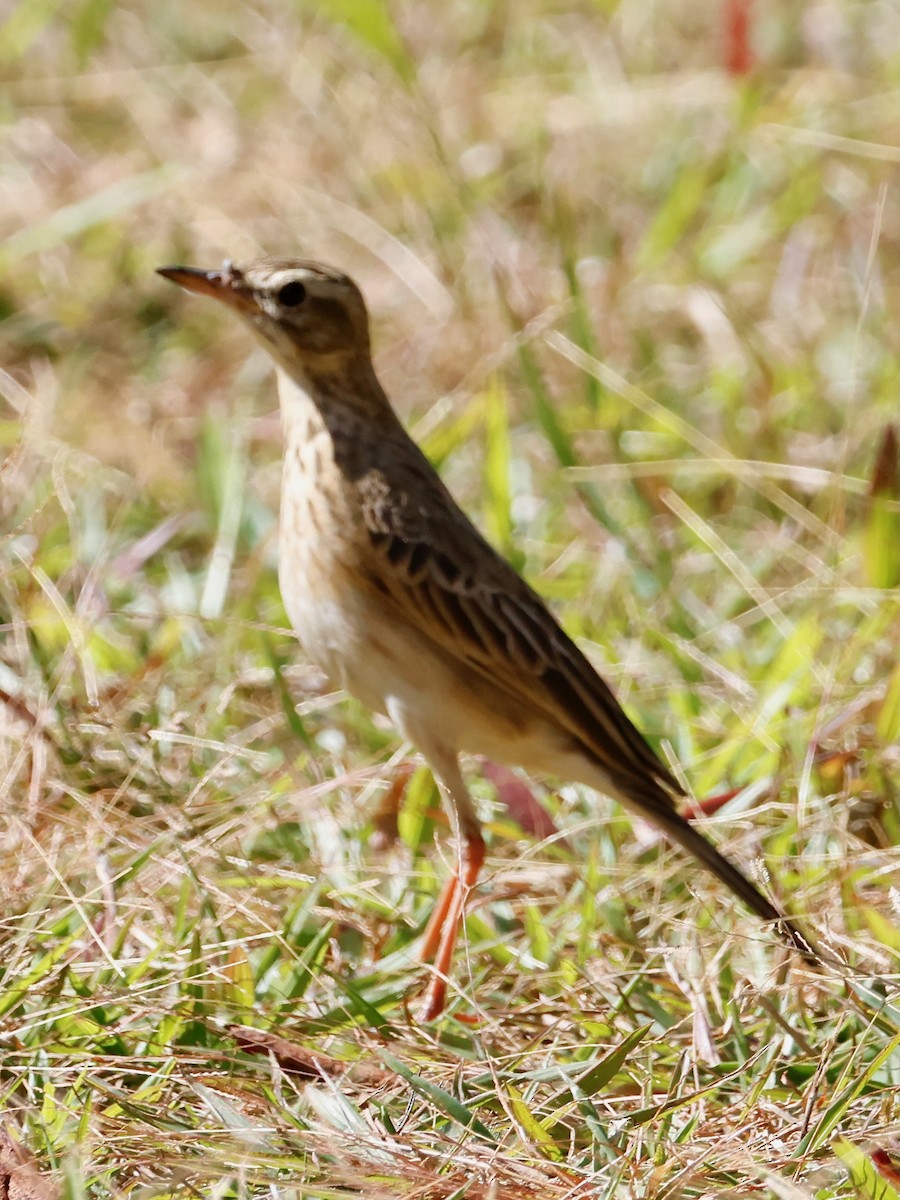 Степной конёк - ML647818438