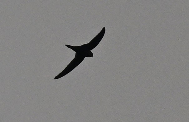 Asian Palm Swift - ML647818503