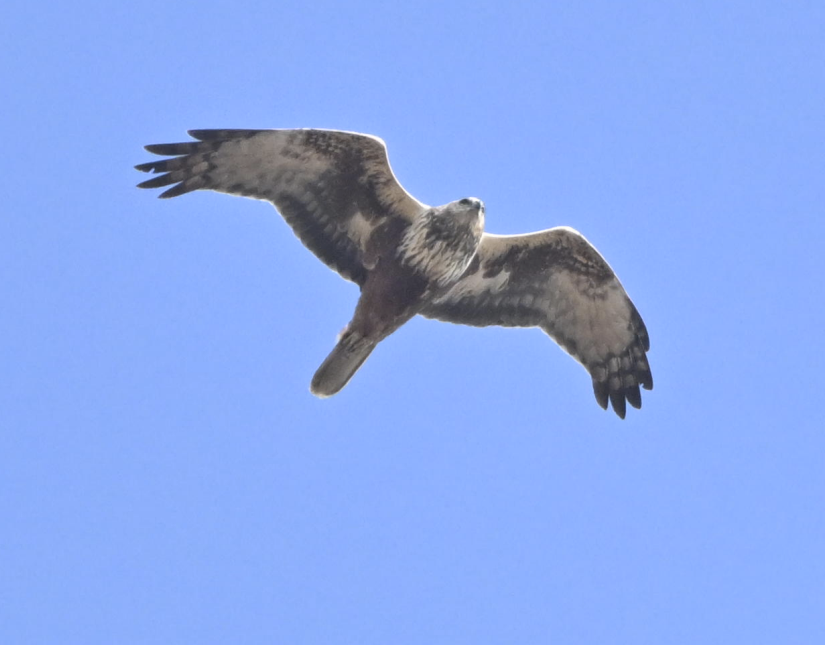 moták východní - ML647818513