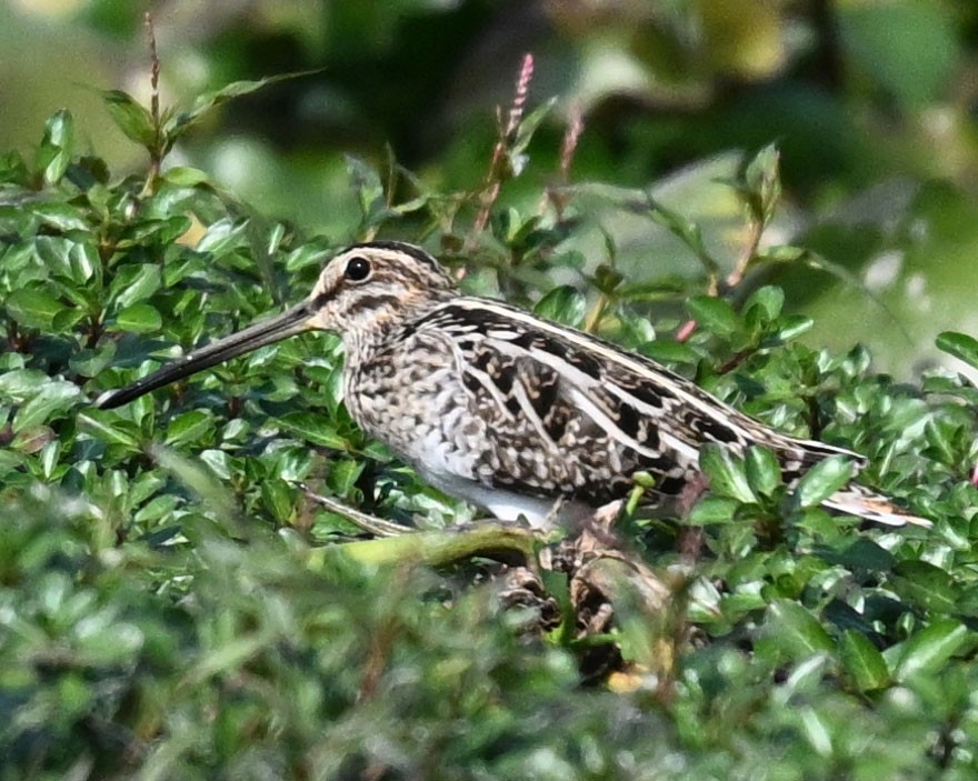 חרטומית ביצות - ML647818522