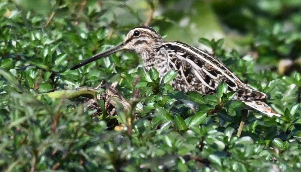חרטומית ביצות - ML647818523