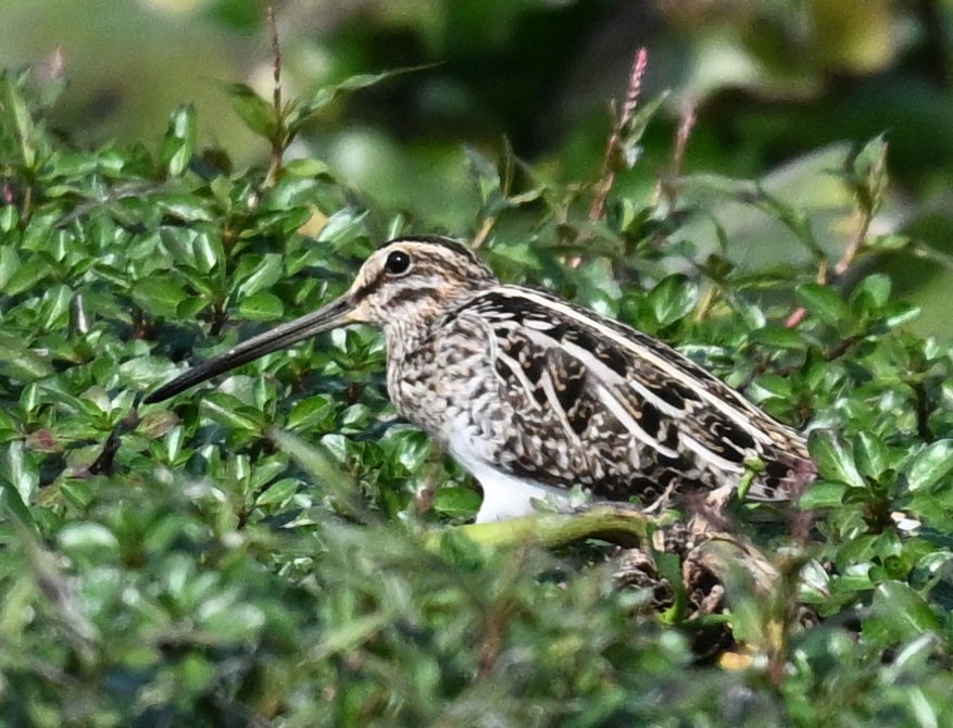 חרטומית ביצות - ML647818524