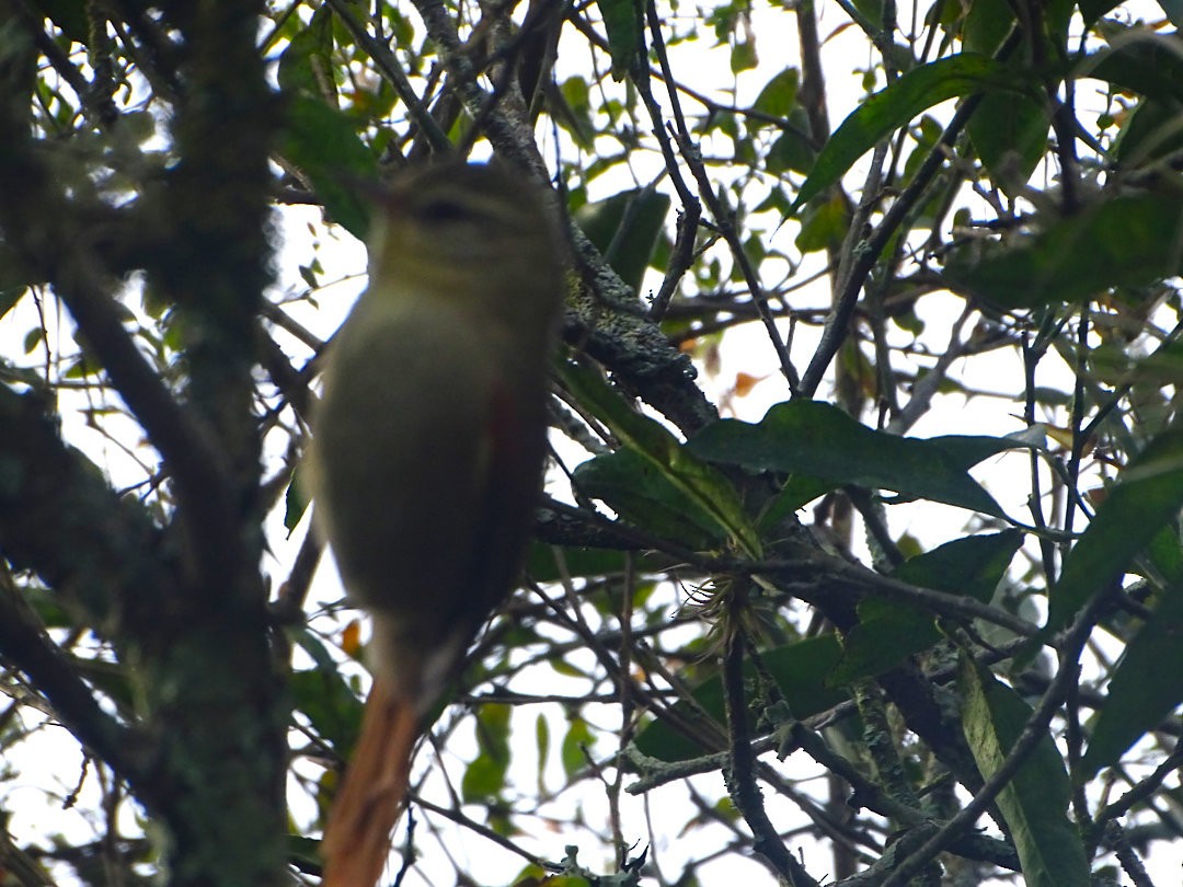 Olive Spinetail - ML647818537