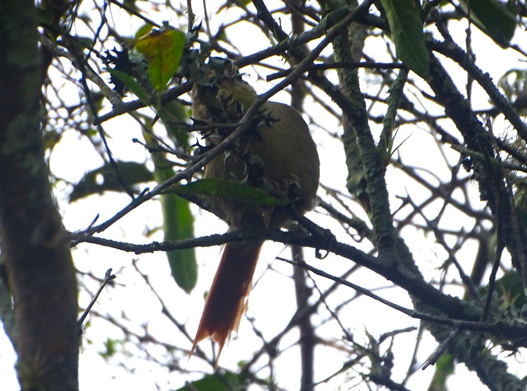 Olive Spinetail - ML647818547