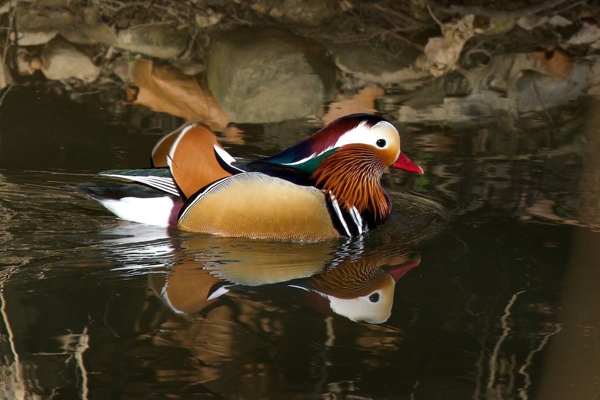 Mandarin Duck - ML647818554