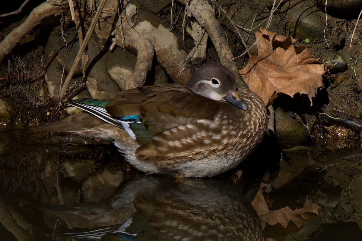 Mandarin Duck - ML647818555