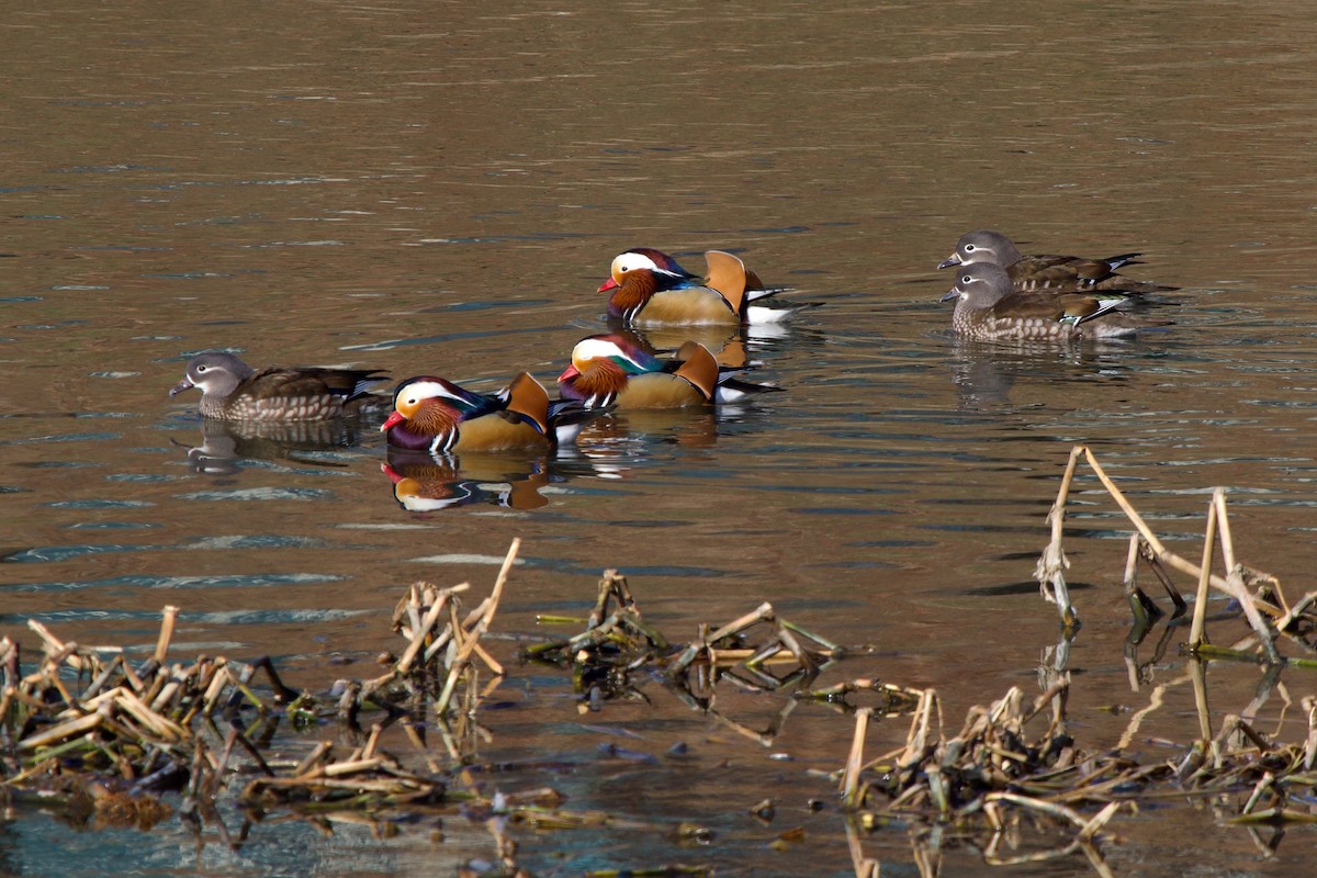 Mandarin Duck - ML647818556