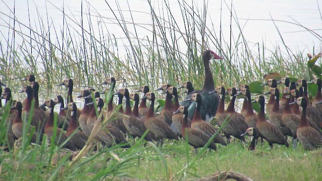 White-faced Whistling-Duck - ML647818568