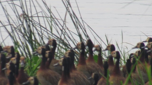 White-faced Whistling-Duck - ML647818569