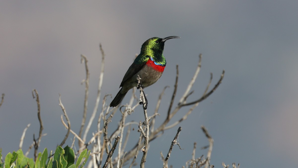 Güneyli Çift Kuşaklı Nektarkuşu - ML647818614