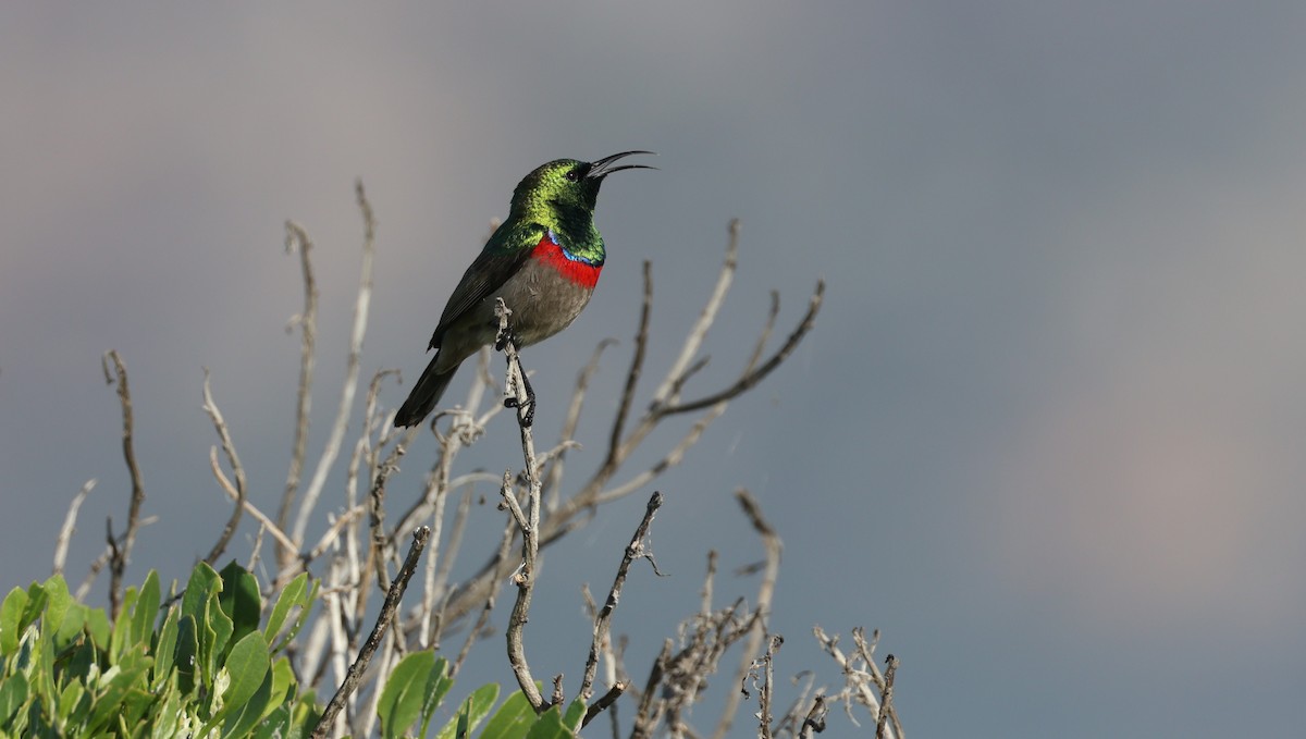 Güneyli Çift Kuşaklı Nektarkuşu - ML647818616