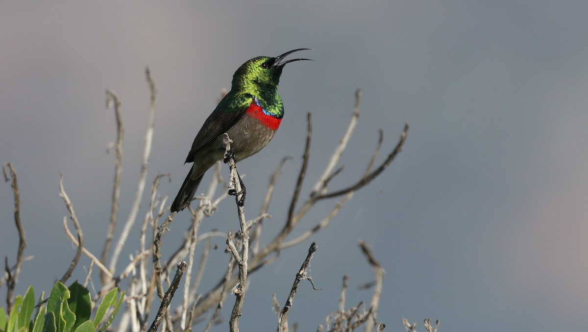 Güneyli Çift Kuşaklı Nektarkuşu - ML647818617