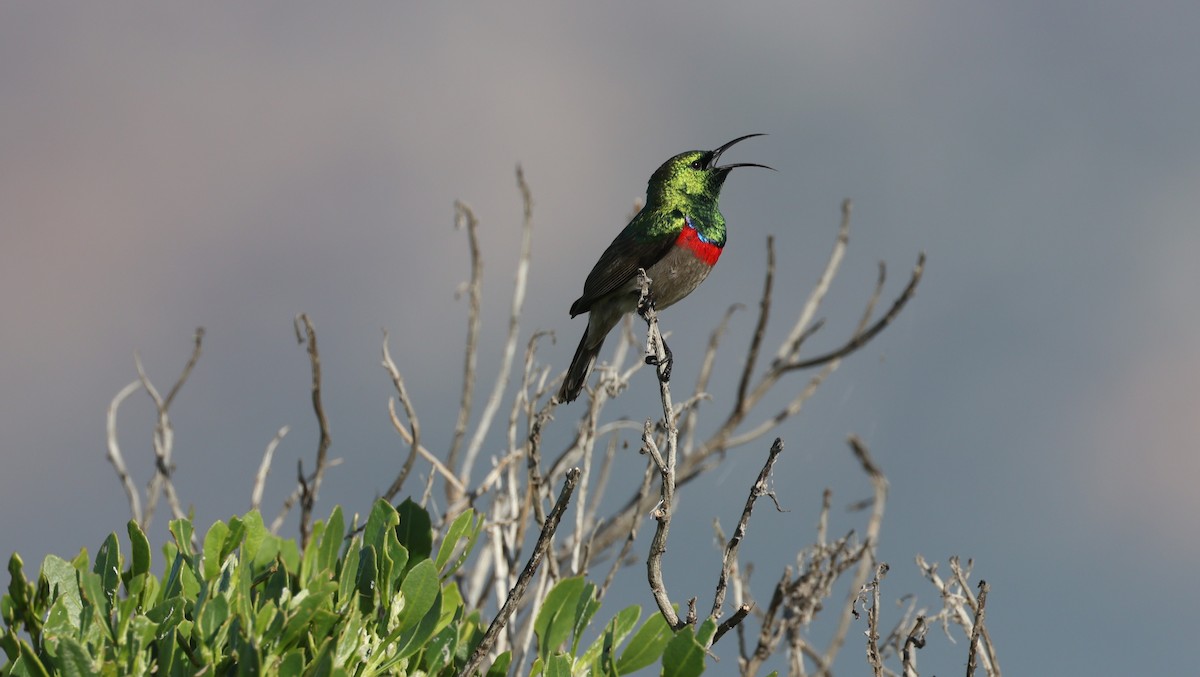 Güneyli Çift Kuşaklı Nektarkuşu - ML647818619