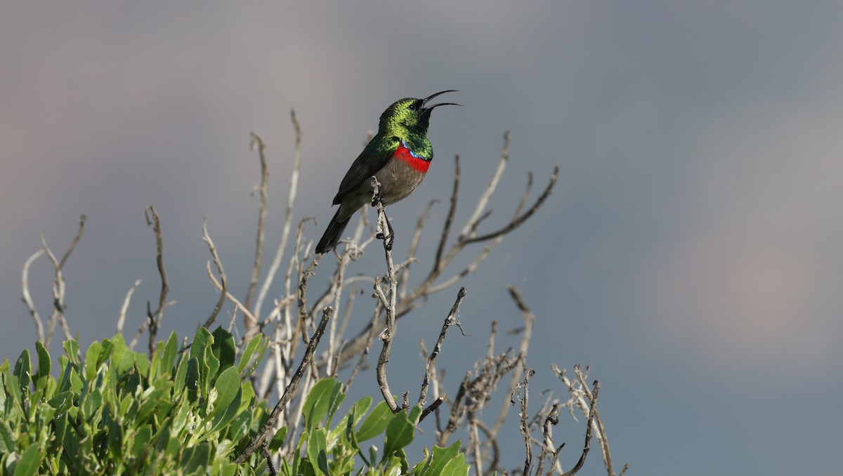 Güneyli Çift Kuşaklı Nektarkuşu - ML647818621