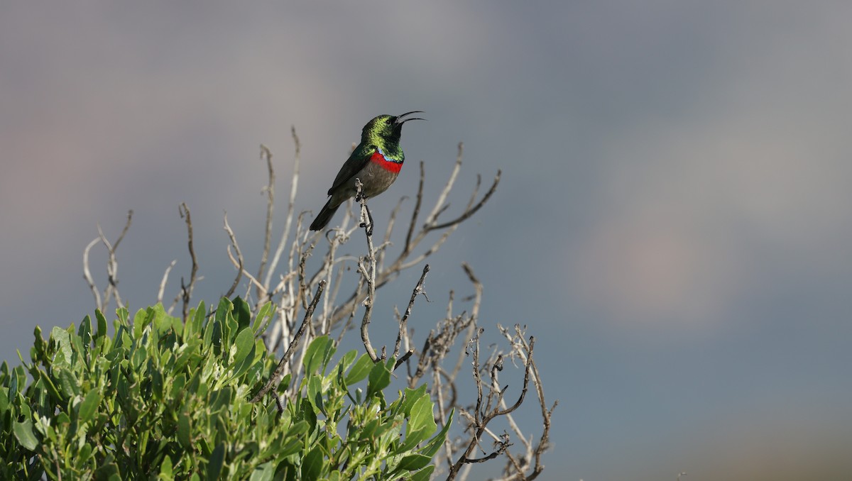 Güneyli Çift Kuşaklı Nektarkuşu - ML647818623