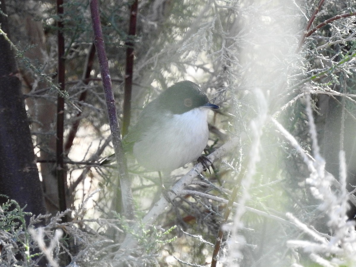 Txinbo burubeltza - ML647818625