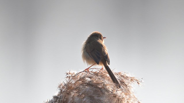 Prinia Sencilla - ML647818653