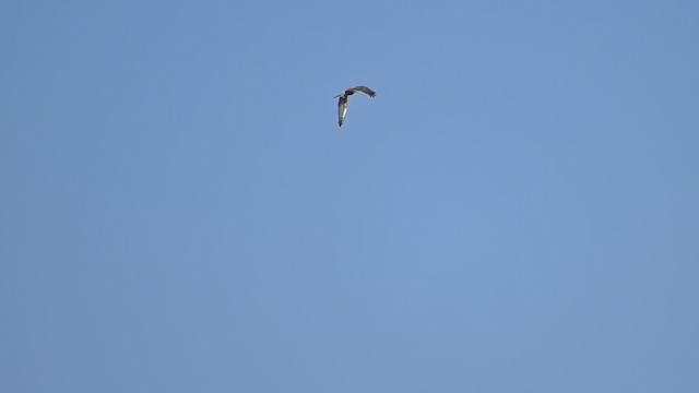 moták východní - ML647818658