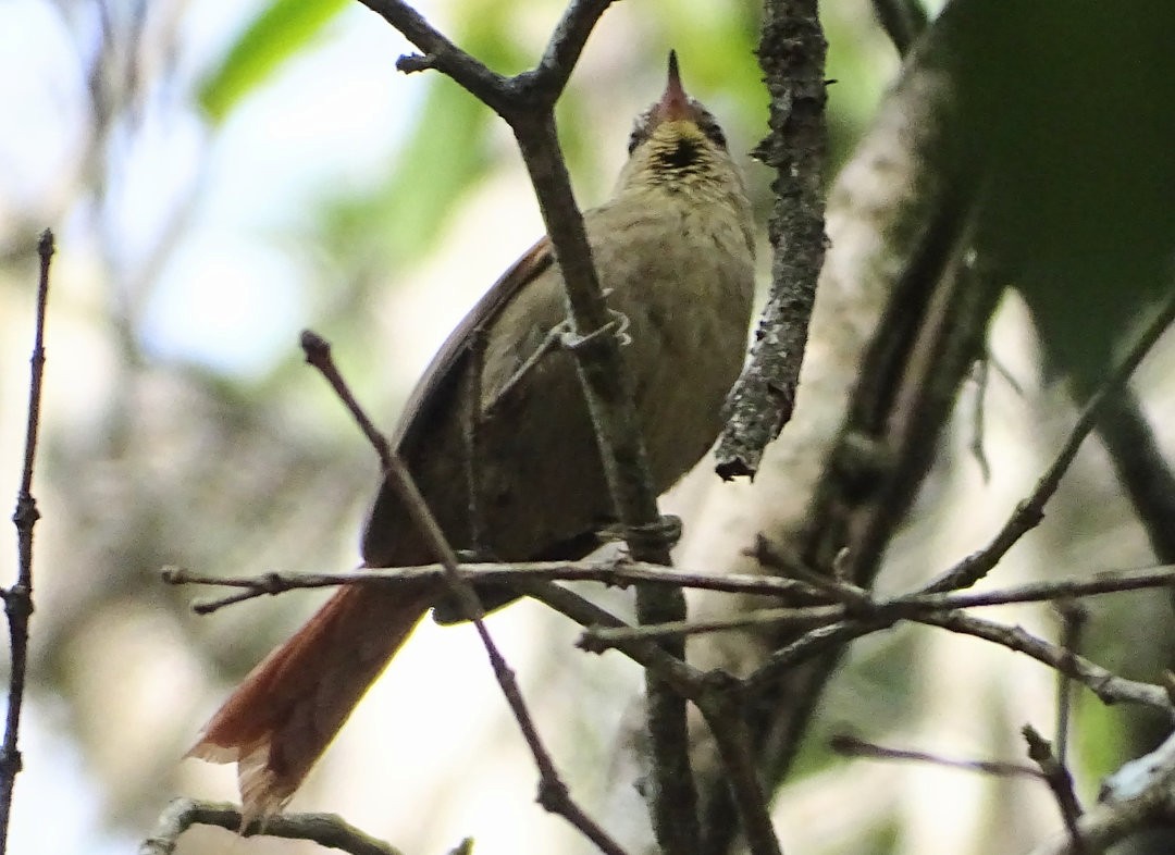 Olive Spinetail - ML647818681