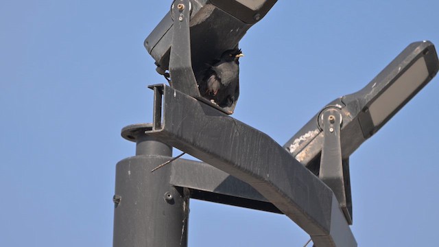 Crested Myna - ML647818688