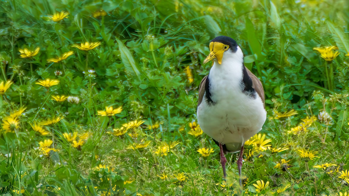 Hegabera maskaraduna - ML647818694