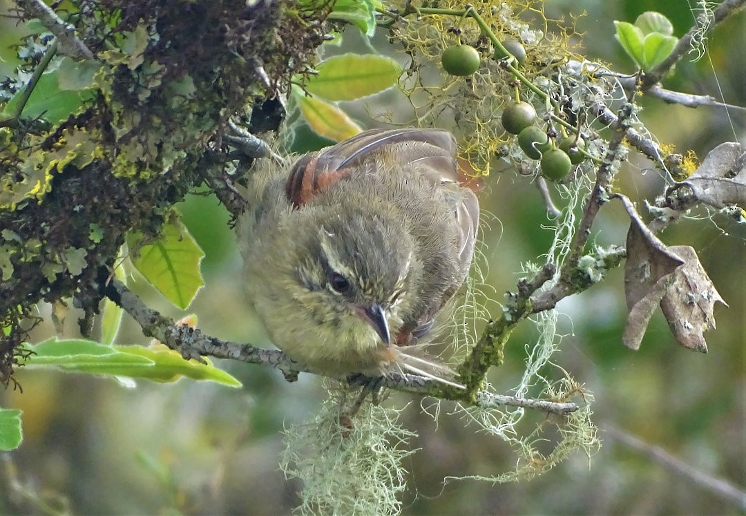 Olive Spinetail - ML647818697