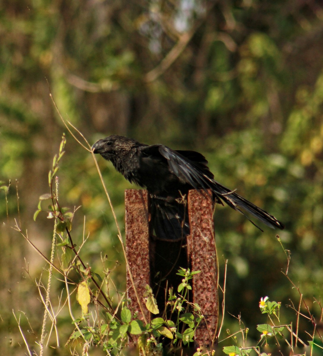 Ані товстодзьобий - ML647818700