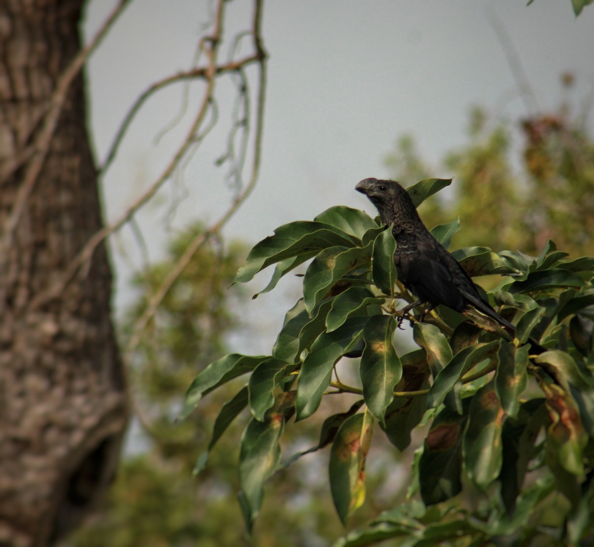 Ані товстодзьобий - ML647818701