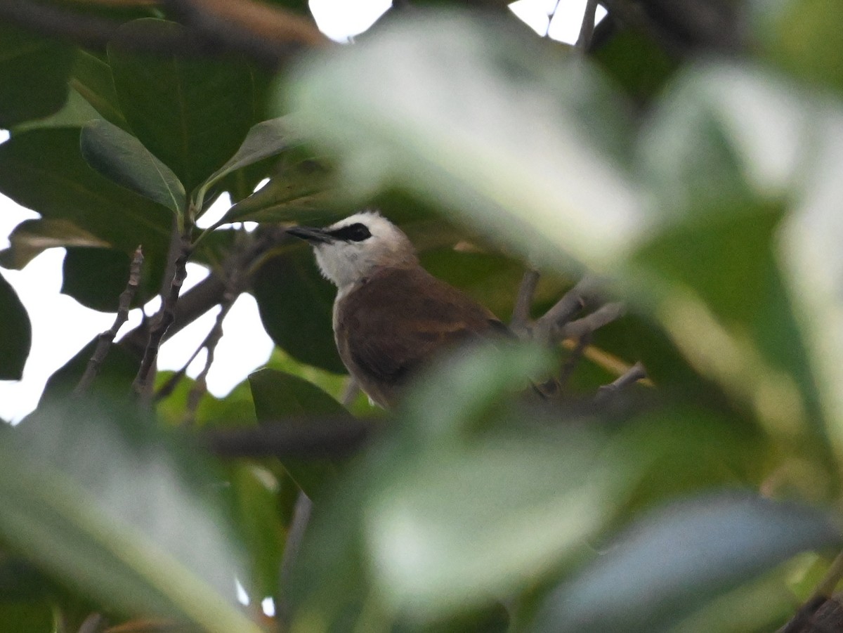 Yellow-vented Bulbul - ML647818705