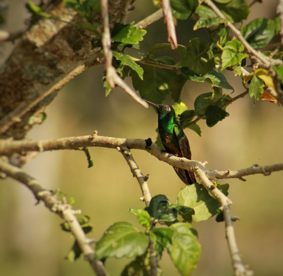 キューバヒメエメラルドハチドリ - ML647818707