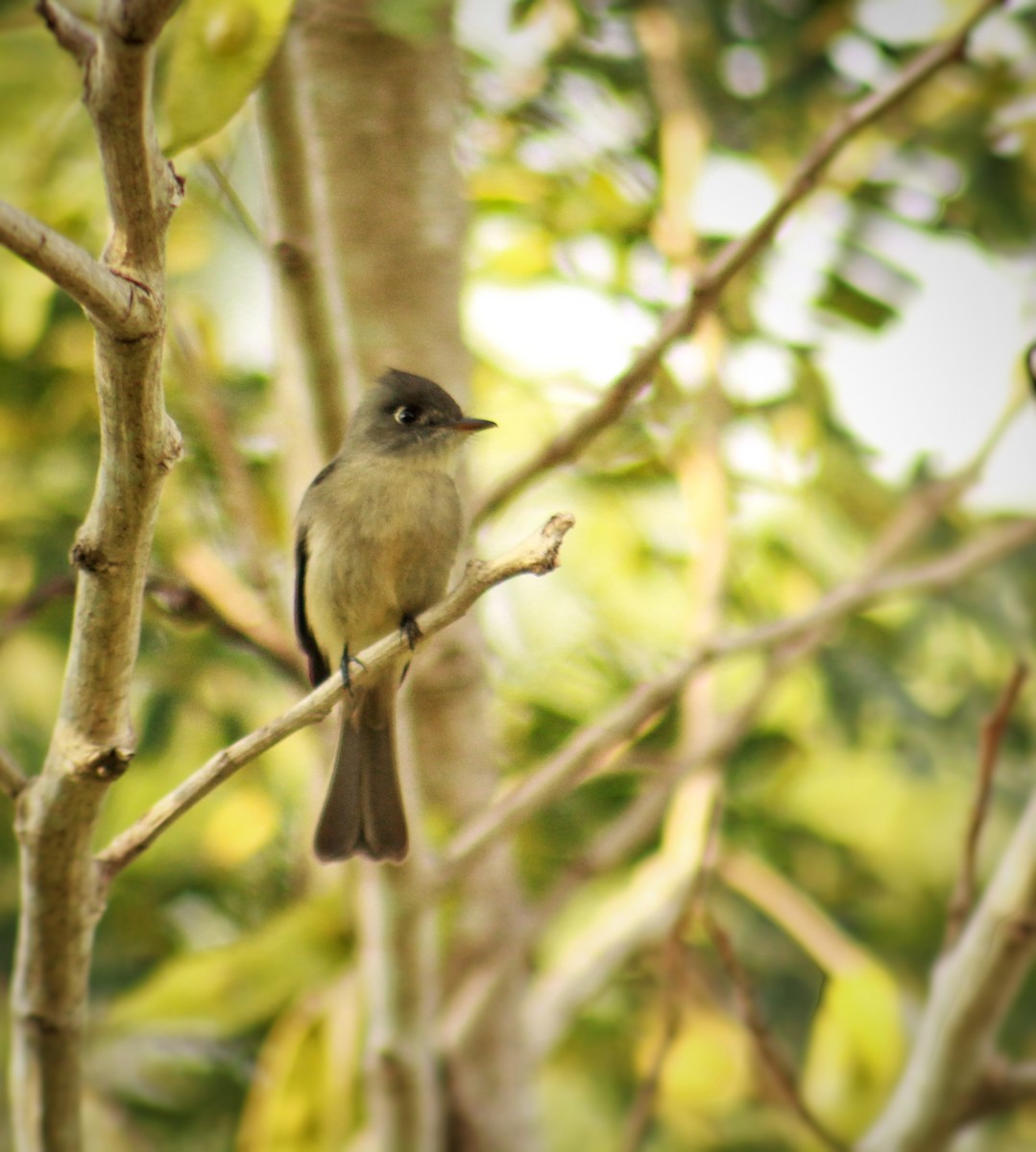 ダイアンチルヒタキモドキ - ML647818710