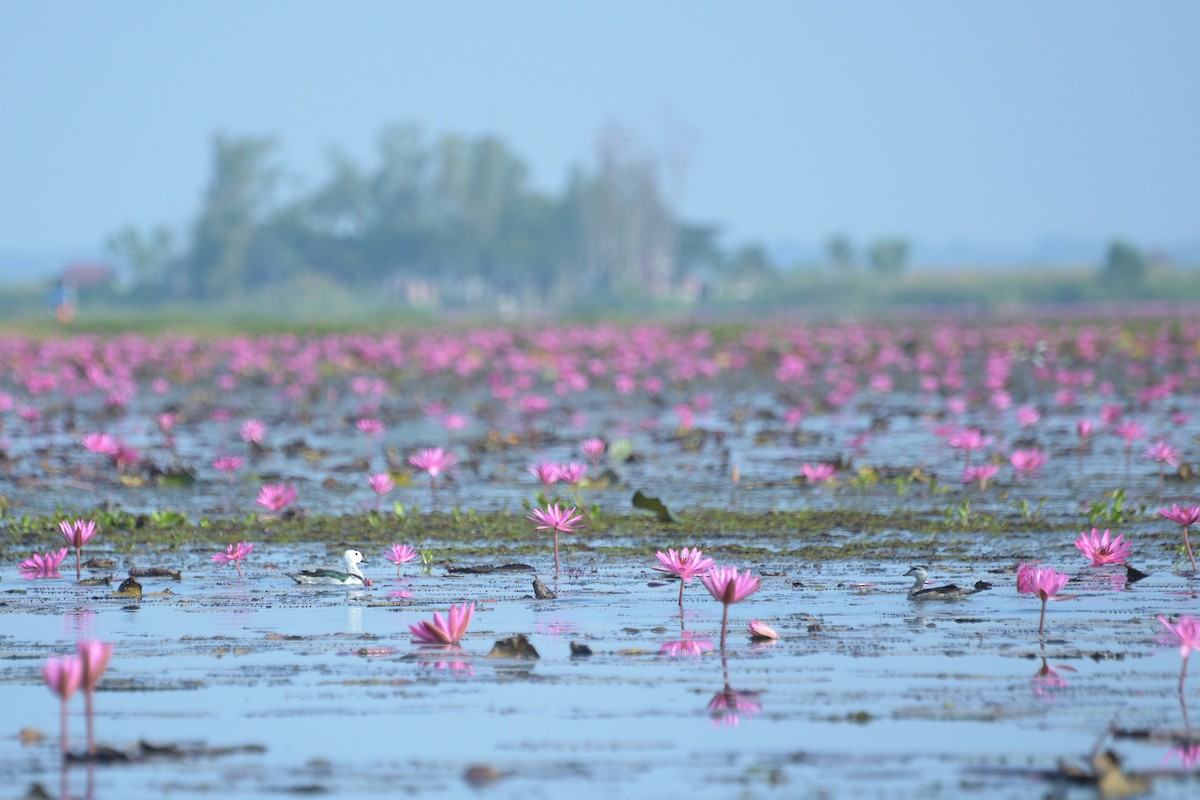 ナンキンオシ - ML647818711