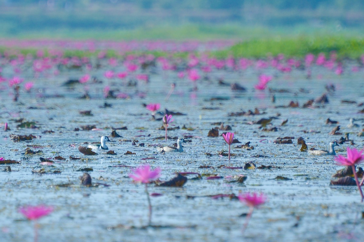 ナンキンオシ - ML647818712